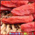 Yummy dried wolfberry goji berries protein blushwood berry